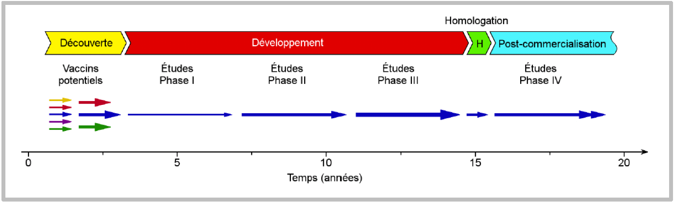 Le schéma montre les différentes étapes pour la production d'un vaccin et la durée de ces étapes, exprimée en années.